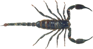 Scorpion PNG-12116